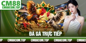 Đá Gà Trực Tiếp
