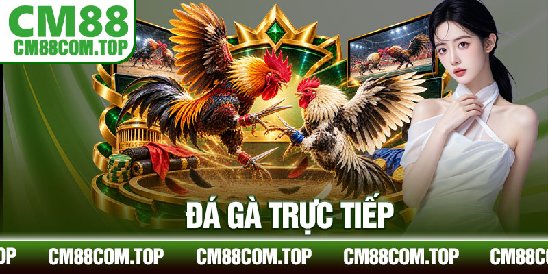 Đá Gà Trực Tiếp